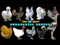 Discover the Top 10 Most Popular Ornamental Chicken Breeds Worldwide You Absolutely Must Know