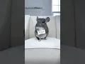 Download Lagu you’re my best friend 🫶🏻  #friendship #petlover #best #shorts
