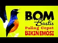 Download Lagu BOOMBASTIS 💥 PALING CEPAT BIKIN EMOSI .. MURAI BATU ANDA