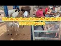 Lagu Feira de caprinos e Ovinos de Jataúba PE 19/12/2025