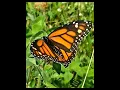 Download Lagu Migrating Monarch - 8/25/25 4:01 pm #monarchsightings #monarchmigration
