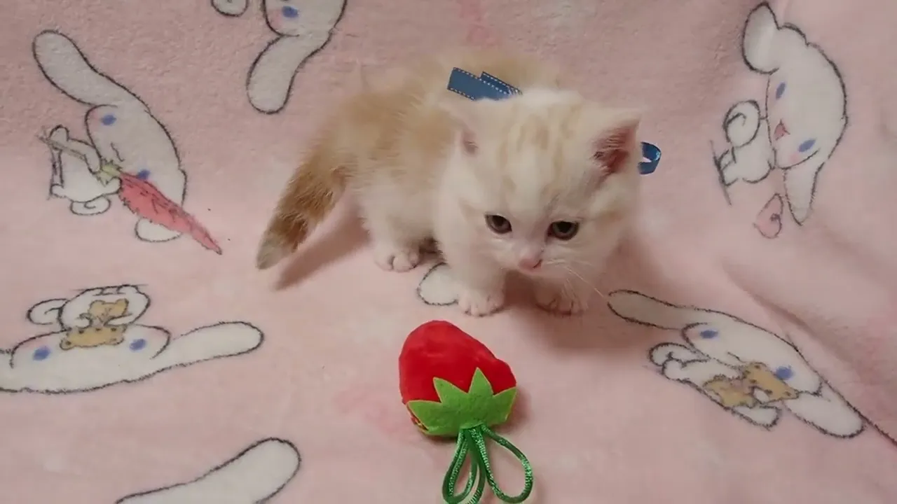 動画