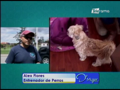 Cuidado de perros ancianos