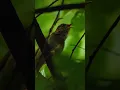 Download Lagu Thrush Nightingale Bird  Singing                             Wincent   ehn7i #bird #wildlife #nature