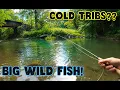 I Found Big Wild Trout in a Cold Tributary