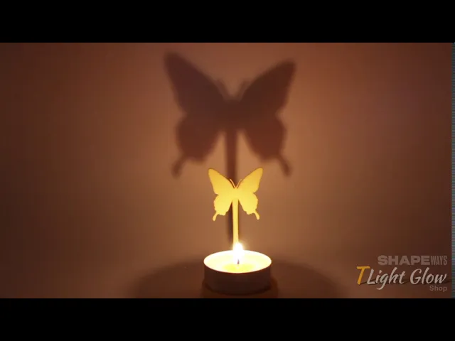 Insect Butterfly video thumbnail