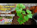 Download Lagu Cabang anggurnya Banyak‼️Mana Yang Dibuang \u0026 Dipelihara❓🍇🍇🔥🔥