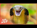 Download Lagu The Deadliest Animal Weapons In The Animal Kingdom | 4K