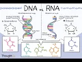 DNA PROFILING AND RNA STRUCTURE SIMPLIFIED GRADE 12 LIFE SCIENCES 2022 M SAIDI