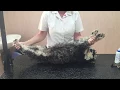 05 Dorsal recumbency
