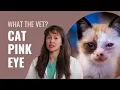Conjunctivitis in Cats - Symptoms Treatments Explained by a Vet