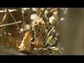 Morels Minnesota Bound