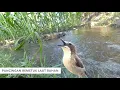 Download Lagu Suara Terapi Burung Remetuk Laut (SIUR) BAHAN Agar Cepat Bunyi Nyiul GACOR | AUDIO Gemericik Air Download Lagu Suara Terapi Burung Remetuk Laut (SIUR) BAHAN Agar Cepat Bunyi Nyiul GACOR | AUDIO Gemericik Air