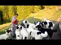 Lagu 24 de CÂINI CIOBĂNEȘTI DE BUCOVINA păzesc bine OILE și VACILE de urși și lupi | Stâna lui Mihai C.