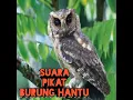 Download Lagu Suara Pikat Burung Hantu