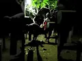 Download Lagu Saur saur cepat nanti ke buru ke siangan