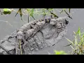ALLIGATOR BABIES GETTING COMFY ON TOP OF MOTHER