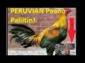 PERUVIAN NA MALIIT Pwedeng Isali sa DERBY jandy0624
