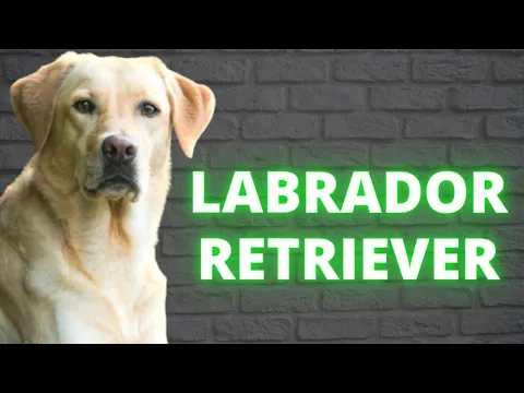 Download MP3 LABRADOR RETRIEVER - TUDO SOBRE A RAÇA! ✅Incrível esse cachorro!