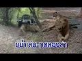 Download Lagu สัตวแพทย์ วิเคราะห์สาเหตุ สิงโตรุมฉีกร่างจนท.ดับ มองขย้ำเล่น-ทดลองล่าเหยื่อ