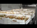 Download Lagu Het broeiproces van de tulpen bij Ronico