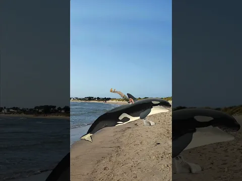 How to save a seal from an orca ￼