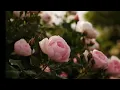 اغنيه تركيا حساس روعه