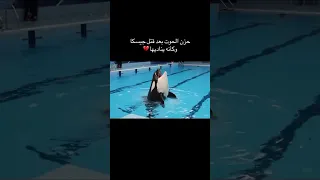صوت مؤلم وحزين يصدره الحوت الأوركا بعد قتل مدربته جيسيكا وكأنه يناديها Shorts 