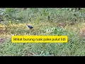Lagu mikat burung ruak ruak pake pulut lidi