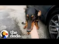 Couple Finds A Doberman Puppy On Their Way To A Hike The Dodo