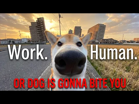 best LO-FI playlist with the DOG.