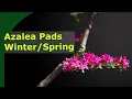 1 year developing azalea flower pads