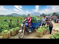 Lagu TIMELAPSE -- GIANT CUCUMBERS - Transporting with My 3-Wheeled Truck to Market SELL
