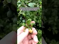 Download Lagu Fungal pathogen produces deformed fruit on blackthorn. #plants #nature