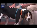 Pet of the Week Herschel the hound dog