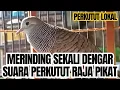 Download Lagu Perkutut lokal gacor RAJA PIKAT memanggil lawan Ahlinya bikin burung perkutut gacor nyaut