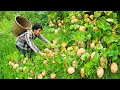 Download Lagu Daily Life Alone, Harvesting Ripe Pumpkins for Sale | Triệu Văn Tính