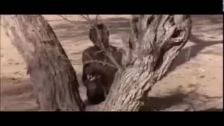 how to fool a baboon into showing you where to find water