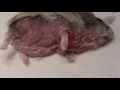 Lagu A hamster is being clipped and scanned with ultraviolet light Pt 3