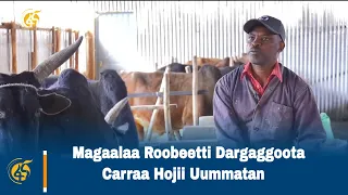 Magaalaa Roobeetti Dargaggoota Carraa Hojii Uummatan 