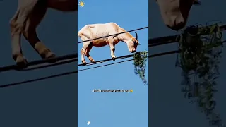 Funny Goats Youtube Funny Goat Animals 