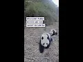 Download Lagu Wild giant panda mother and cub caught on camera