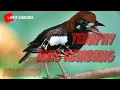 Download Lagu teraphy anis kembang || pasti emosi