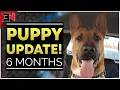 PUPPY UPDATE - 6 Month German Shepherd x Staffordshire Bull Terrier