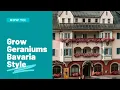 Download Lagu How to Grow Geraniums Like the Bavarians
