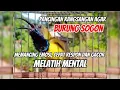 Download Lagu PANCINGAN RANGSANGAN AGAR BURUNG SOGON BAHAN CEPAT GACOR 