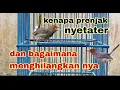 Download Lagu Cara menghilangkan suara stater prenjak kepala merah