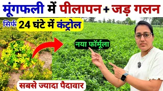मूंगफली मे पीलापन और जड़ गलन 💯कंट्रोल | Mungfali me pilapan kaise hataye | Mungfali ki kheti | Kheti