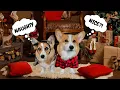 The Talking Corgi CHRISTMAS COMPILATION