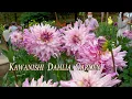 Lagu Kawanishi Dahlia Garden 2021 #川西ダリヤ園 #4K　#Dahlia